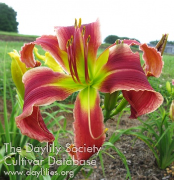 Daylily Little Miss Ribbons